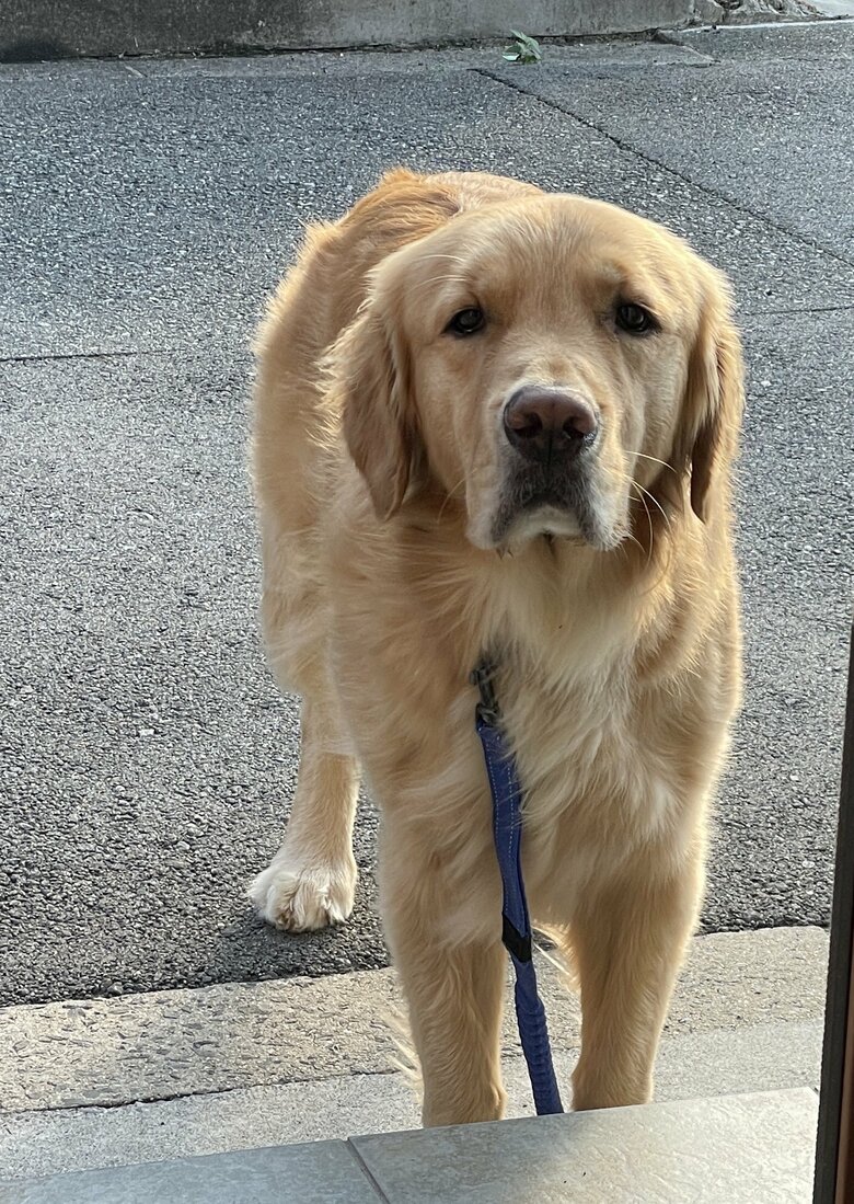 お散歩の帰り。残念な雰囲気がすごい