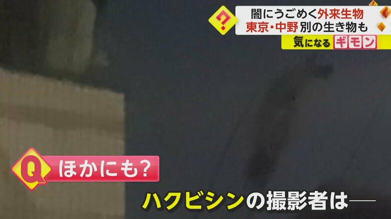 （画像：ビデオPost（FNN投稿サイト））