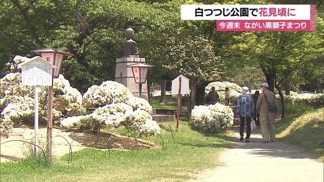 つつじの“白”と公園の“緑”とのコントラスト
