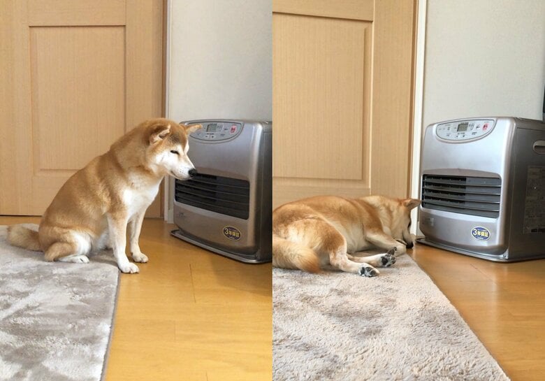 大好きなヒーターの前でお昼寝（提供：柴犬ももさん）