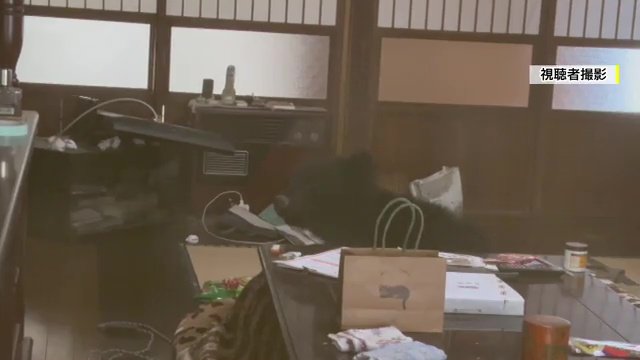居間にあがり込む熊（福島県）視聴者撮影