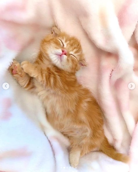 提供：IG @hinako_munchkinさん