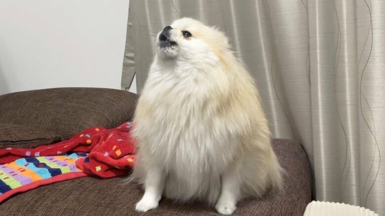 クララちゃん（提供：愉快な3姉妹ポメラニアンさん）