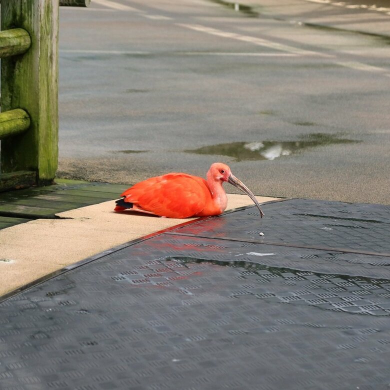 通路上で羽を休めるショウジョウトキ（提供：松江フォーゲルパーク）