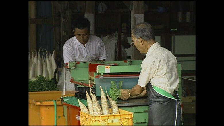 両陛下がご覧になった大根の洗浄作業