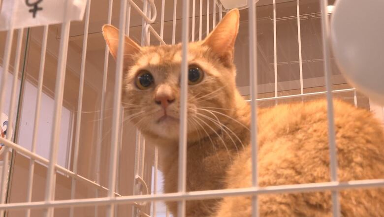 保護されたネコ　長野市動物愛護センター