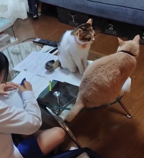 提供：nyaokoさん