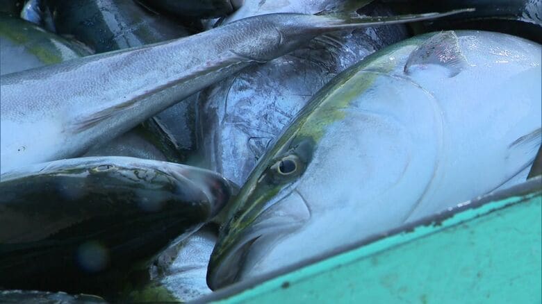 かつては函館で水揚げされることがなかったブリ