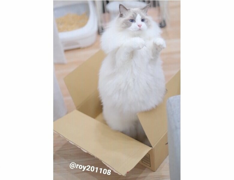 びっくり猫（提供：ロイくん@roy201108さん）