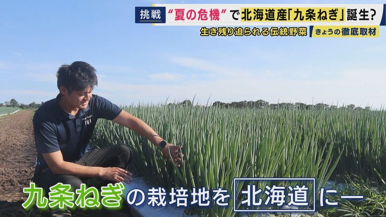 「北海道産九条ねぎ」
