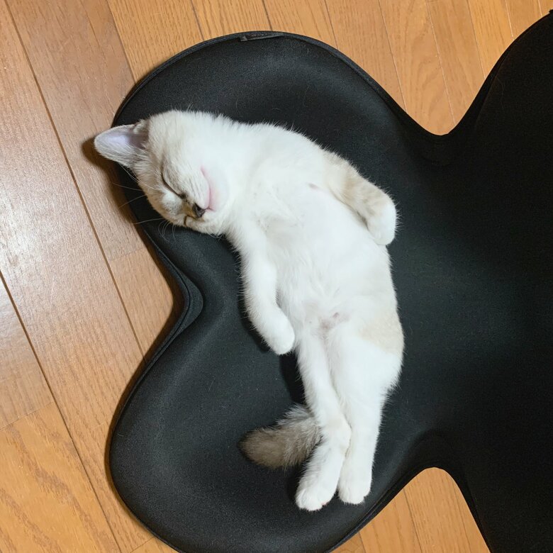 まるで人間のような寝姿