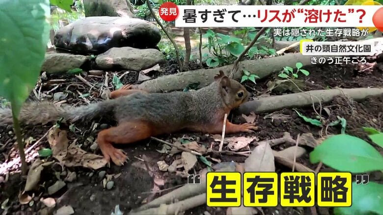 ただ休んでいるだけじゃない、リスの“生存戦略”