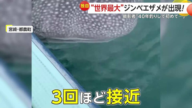 合計で3回ほど接近してきたというジンベエザメ