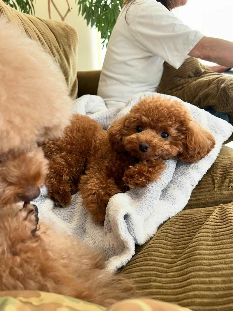 提供：トイプードル ディノセナとジュリさん