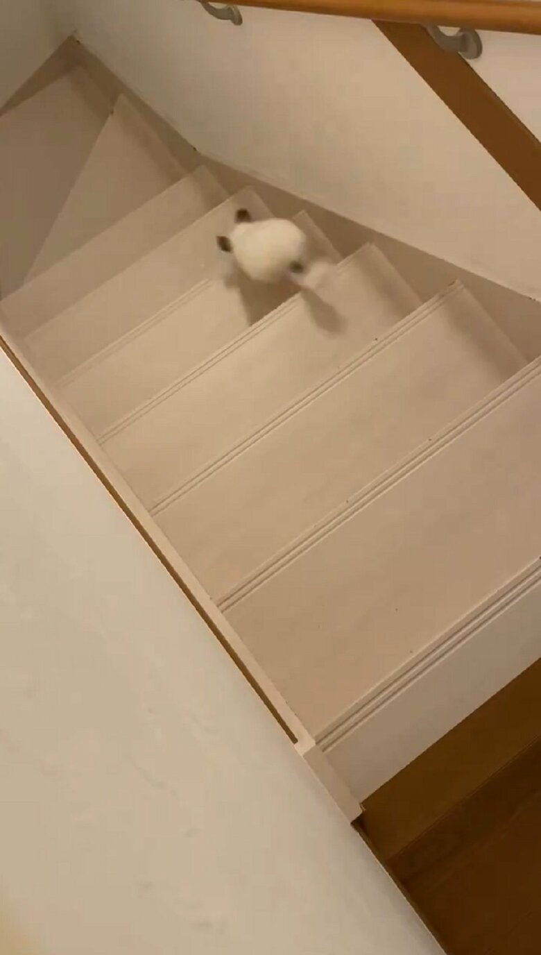 現れたと思ったら、ものすごいスピードで駆け下り…