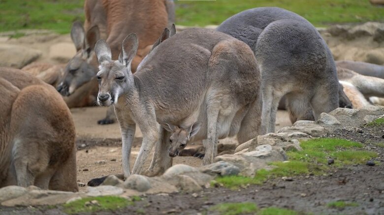 ポケットからひょっこり顔をのぞかせる赤ちゃんカンガルー