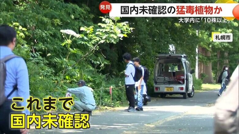 これまで、日本では未確認だったというジャイアント・ホグウィード