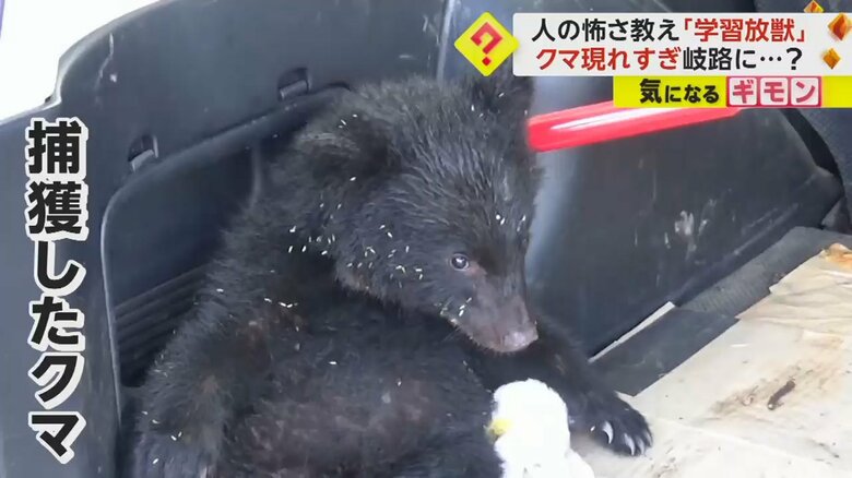 長野県伊那市で捕獲された子グマ