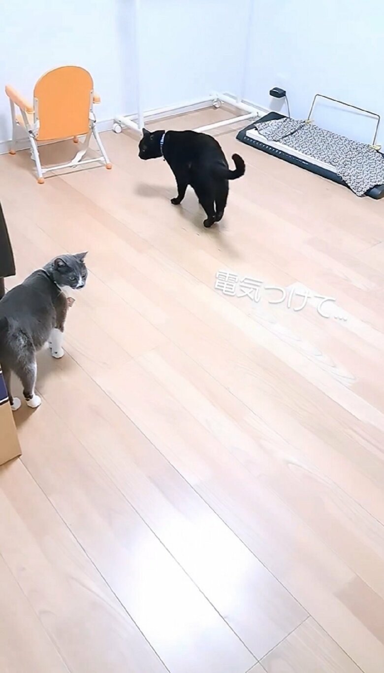 部屋の電気を点けると、動き出すふくくん