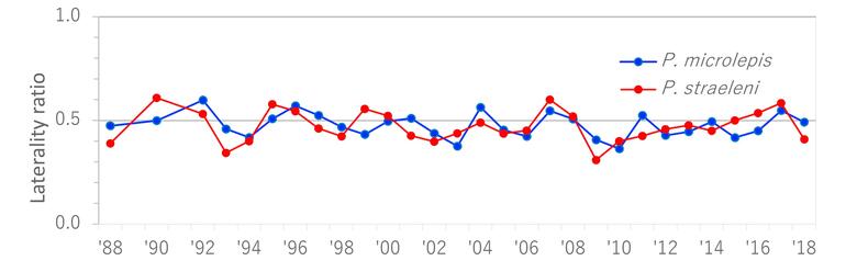 ペリソダス・ミクロレピス（赤点）の利きの比率の動態。「右利き」が多い年は1.0に近づき、「左利き」が多い年は0に近づく（提供：富山大学・竹内勇一助教）