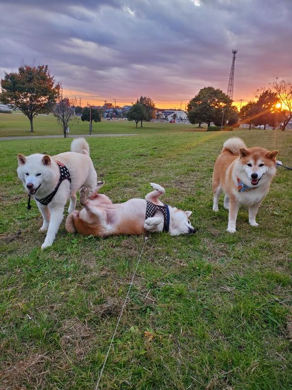 提供：柴犬ななさん