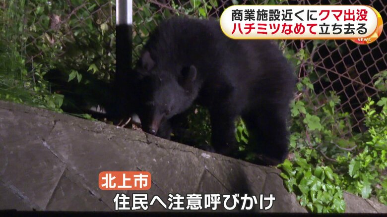 ハチミツをなめるクマ