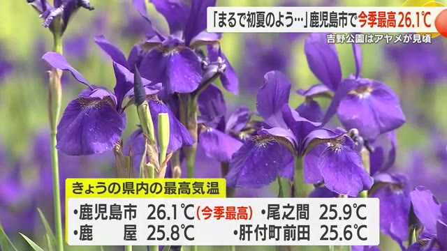 気温上昇！鹿児島市で今シーズン最高　２６．１℃　吉野公園のアヤメも見頃