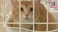 行き場を失った猫たち「この子たちが新しい家族になれれば」保護された38匹集め譲渡会＿かわいがってもらって！多くの市民が引き取りを希望―2026年度も8回開催予定〈北海道〉
