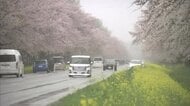 「桜・菜の花ロード」見頃　ピンクと黄色のコントラスト　春本番を感じさせる風景広がる　秋田・大潟村