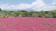 シバザクラが満開 “岩手山と共演”　約6000坪の敷地に5万株　岩手・雫石町
