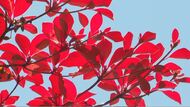 「真っ赤で、きれい」鮮やかに輝く紅葉　「白駒池」で水辺の色づき進む　八ヶ岳の名所　10月20日頃まで
