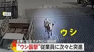 従業員に次々突進！“牛襲撃”の一部始終　逃げ回り転倒…間一髪で衝突免れる人も　トルコ