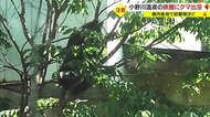 「クマが出た」小野川温泉の中心部に…体長80cm・従業員と目が合ったあと隣の宿に逃げ庭の木にのぼり眠る 県内各地で相次ぐクマ目撃【山形発】