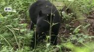 クマ目撃件数が急増　木曽地域に「ツキノワグマ出没注意報」　「生ごみは収集日の朝に出す」などクマを引き寄せない対策を呼びかけ