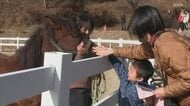 かつて荷物の運搬に活躍していた「対州馬」もっと身近に…子供たちがエサやり体験などで馬とふれあう