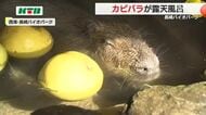  冬至に「ざぼん湯」で冬気分のカピバラ お腹も満たしてご満悦 長風呂が趣味の「くりーむ」が風呂を独占