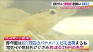福島・葛尾村のエビ養殖施設が事業停止　「これからというときに残念」電気・燃料代かさみ赤字4000万円