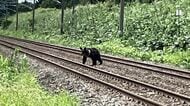 【JR北海道】シカ・クマとの衝突件数が2025年度”過去最多”を記録…ヒグマと衝突した場合は”現場の安全確認”のためハンター手配などに時間を要する場合も