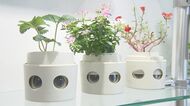 植物だけどペットみたい!水やりのタイミングを表情で教えてくれる「進化系プランター」 その驚きの仕組み【愛知発】