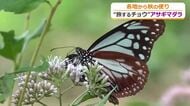 2000キロを旅するチョウ「アサギマダラ」六呂師高原に飛来　秋の七草フジバカマで羽休め　去年より2週間早く　