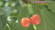 フルーツ王国のシーズン到来 サクランボ狩りがスタート…感染対策も<福島市>