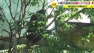 「クマが出た」小野川温泉の中心部に…体長80cm・従業員と目が合ったあと隣の宿に逃げ庭の木にのぼり眠る　県内各地で相次ぐクマ目撃【山形発】