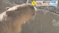 カピバラは温泉でポカポカ、ゾウはオイルで保湿ケア、オランウータンも…動物たちの冬対策【愛媛発】