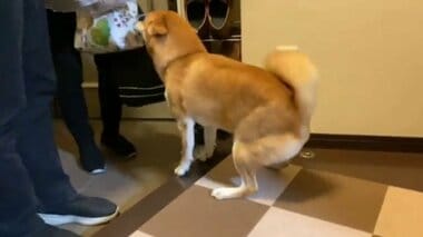 しっぽ取れちゃうよ…家族の帰りを全身で歓迎する柴犬が可愛い! 何があったの?飼い主に聞…