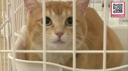 行き場を失った猫たち「この子たちが新しい家族になれれば」保護された38匹集め譲渡会＿かわいがってもらって！多くの市民が引き取りを希望―2026年度も8回開催予定〈北海道〉