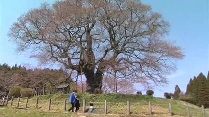 推定樹齢１０００年の「醍醐桜」の雄大な姿に触れて心豊かに、穏やかに…真庭市で桜まつりが開幕【岡山】