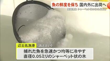国頭漁協 魚の鮮度保ち国内外へ輸送 「シャーベットアイス」など活用 県産魚のブランド価値向上へ