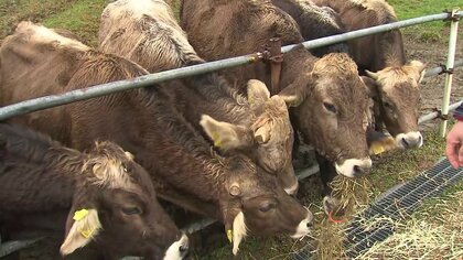 全ては“牛任せ” 自然放牧で乳牛を育てる牧場が「ディスカバー農山漁村の宝」優秀賞に【島根発】