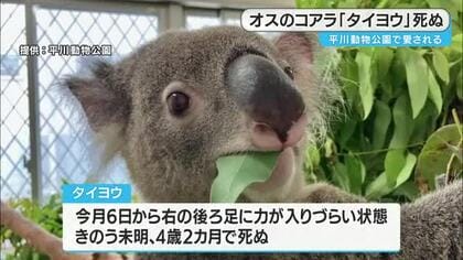 「人気者だった。早すぎる死は残念」平川動物公園のコアラ「タイヨウ」死ぬ【鹿児島】