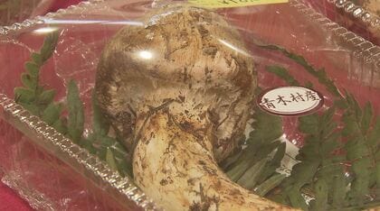 “1万～1万5千円”たった15分で完売　秋の味覚「マツタケ」ようやく本格化　猛暑・少雨の影響で1カ月遅れ